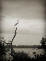 White Rock Lake Bird - Dallas, TX