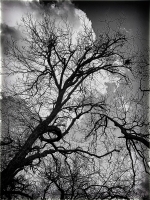 Barren Trees - Lakewood, Dallas, TX