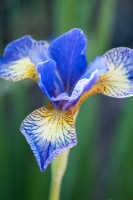 Iris at Elizabeth Park