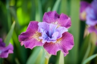 Iris at Elizabeth Park