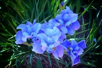 Irises at Elizabeth Park