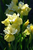 Irises at Elizabeth Park
