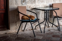 Cat in Church Courtyard - Prcanj,  Montenegro