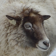 Hillstead Sheep