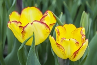 Elizabeth Park Greenhouse - West Hartford, CT
