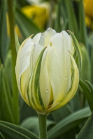 Elizabeth Park Greenhouse - West Hartford, CT