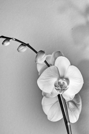 Orchid in Black and White - Dallas, TX