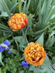 Tulips at the Arboretum - Dallas, TX