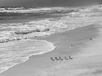 Miramar Beach - FL