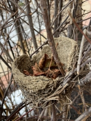 Laurel Lake Bird's Nest - Hudson, OH