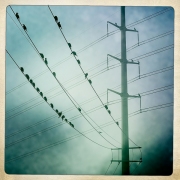 Birds on Wires - White Rock Lake, Dallas, TX