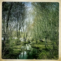 River and Woods - Cary, NC