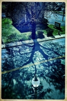 Tree Shadow - Falls Church, VA