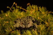 Frog on flower - UMass, Amherst, MA