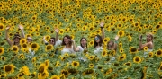 Sunflowers for Wishes, Buttonwood Farm - Grisworld, CT