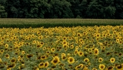 Sunflowers for Wishes, Buttonwood Farm - Grisworld, CT