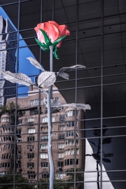 MOMA Rose and Reflection - New York City