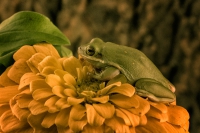 Frog on flower - UMass, Amherst, MA