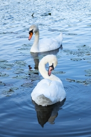 Swans at Crystal Lake - Silver Lake, OH
