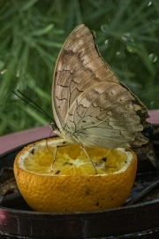 Butterfly Pavilion at Fair Park - Dallas, TX