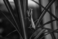 Praying Mantis - Lakewood, Dallas, TX
