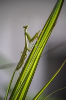 Praying Mantis - Lakewood, Dallas, TX