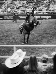 Bucking Horse - Mesquite, TX