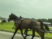 Amish Horses - Amish Country, OH