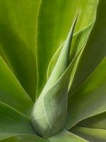 Yucca - Coronado Island, CA