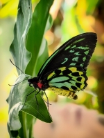 Butterfly Conservancy - Key West, Florida