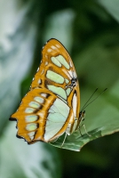 _DSC0004rev2Butterflies, Natural History Museum - NYC