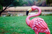 Flamingo in Old Lyme