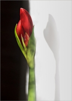 Christmas Amaryllis - Farmington, CT