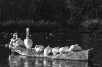 Pelican Pod at White Rock Lake - Dallas, TX