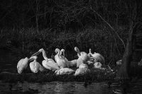 Pelican Pod at White Rock Lake - Dallas, TX