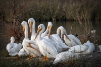 Pelican Pod at White Rock Lake - Dallas, TX