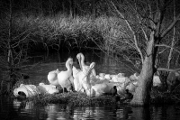 White Rock Lake Pelicans - Dallas, TX
