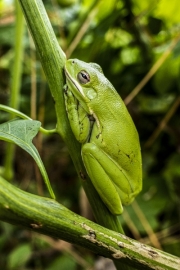 Green Frog - Tool, TX