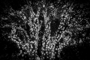 Tree Light Spectacular - Dallas Arboretum, TX