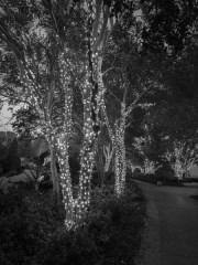 Tree Light Spectacular - Dallas Arboretum, TX