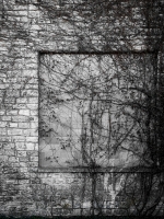 Wall Ivy - Dripping Springs, TX