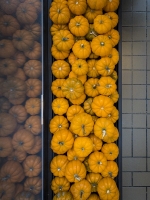 Pumpkins at the Mall - Dallas, TX