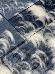 Annular Eclipse Thru Trees - Dallas, TX