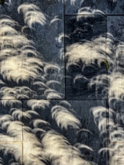 Annular Eclipse thru Trees - Dallas, TX