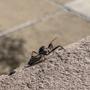 Assassin Bug at Spillway - WRL Dallas, TX