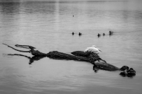 Peaceful White Rock Lake - Dallas, TX