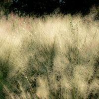 Arboretum Grasses - Dallas, TX