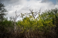 Rio Grande Valley, TX