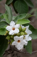 Rio Grande Valley, TX