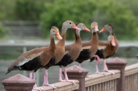 Rio Grande Valley, TX